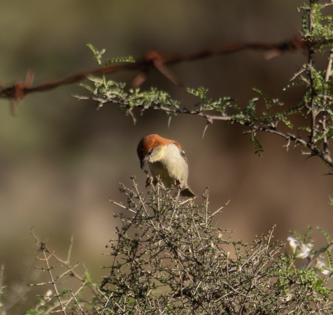 Russet Sparrow - ML642897696