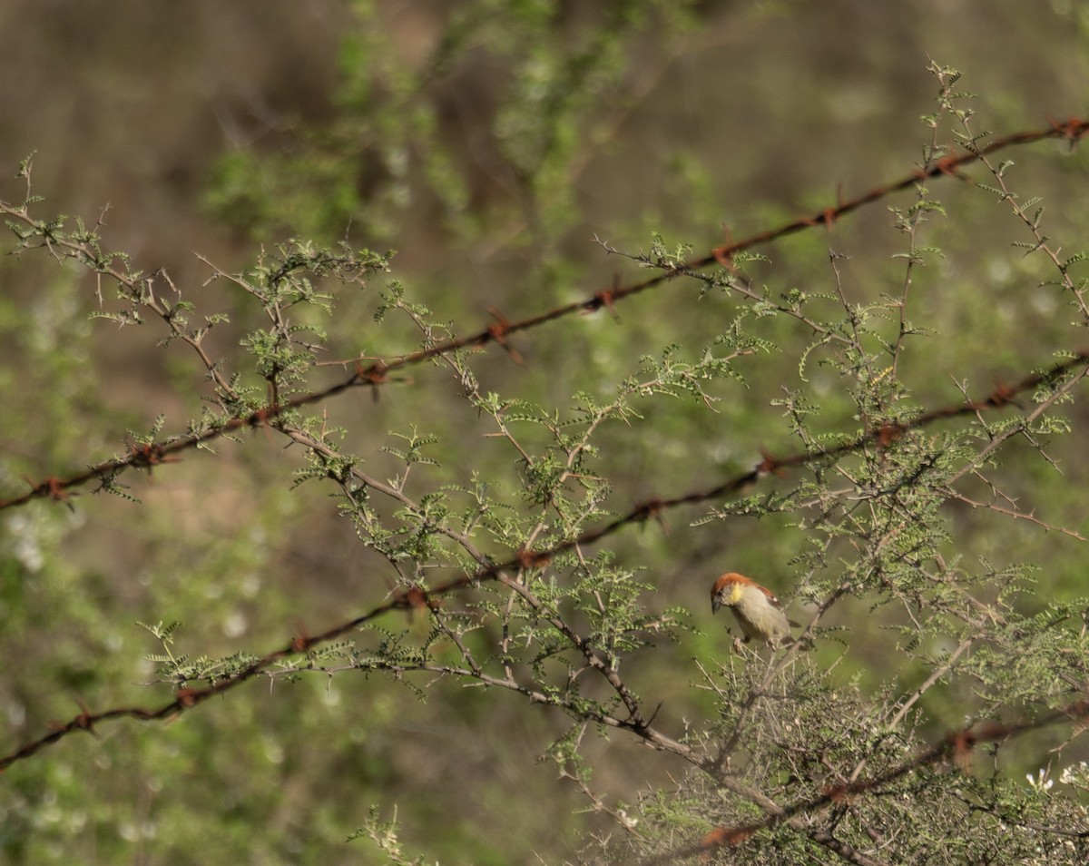 Russet Sparrow - ML642897697