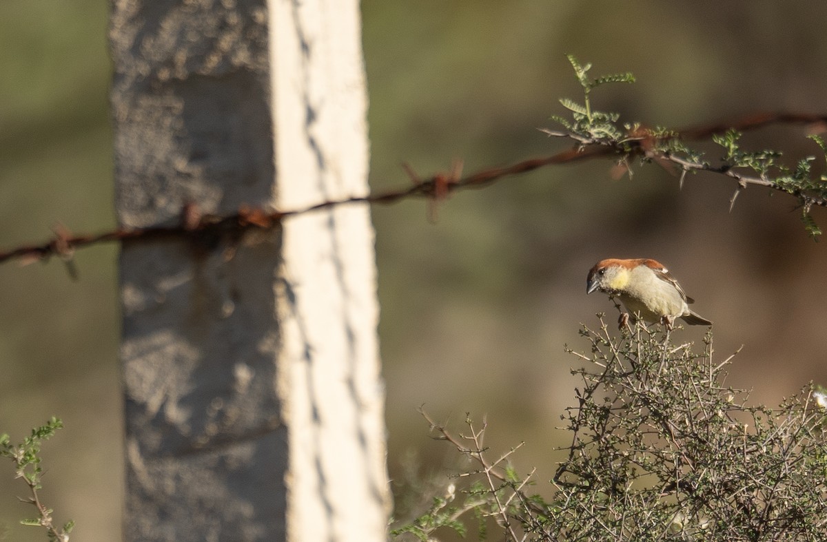 Russet Sparrow - ML642897698