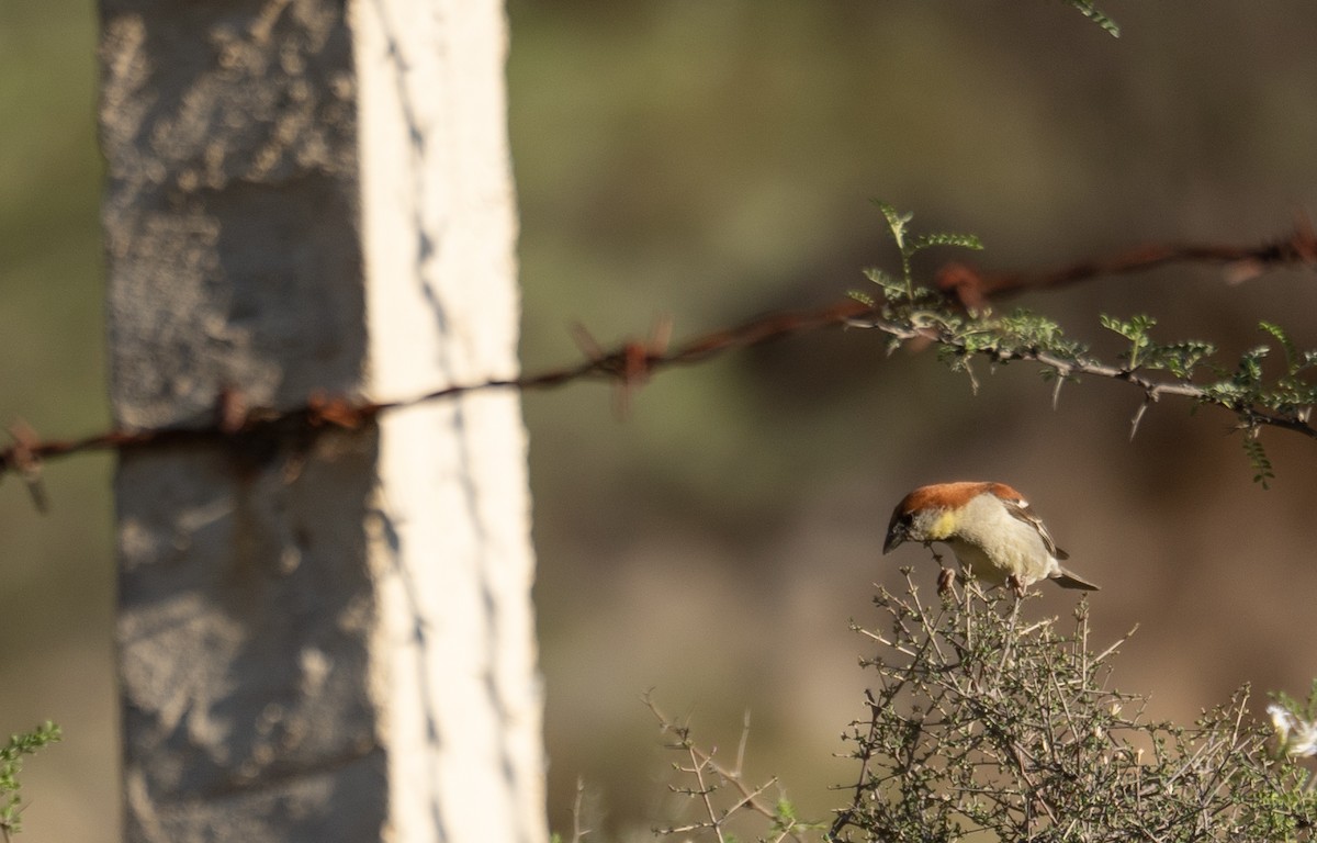 Russet Sparrow - ML642897699