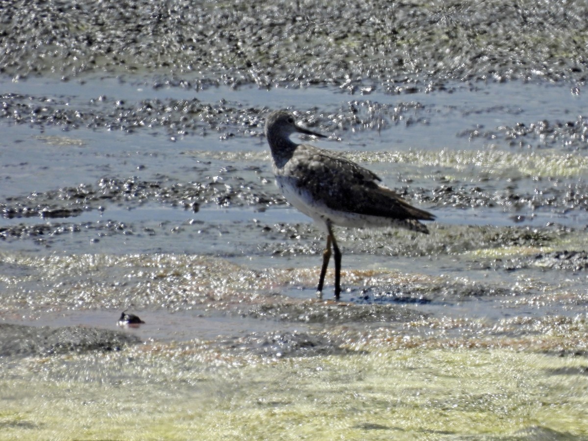 Greater Yellowlegs - ML642897700
