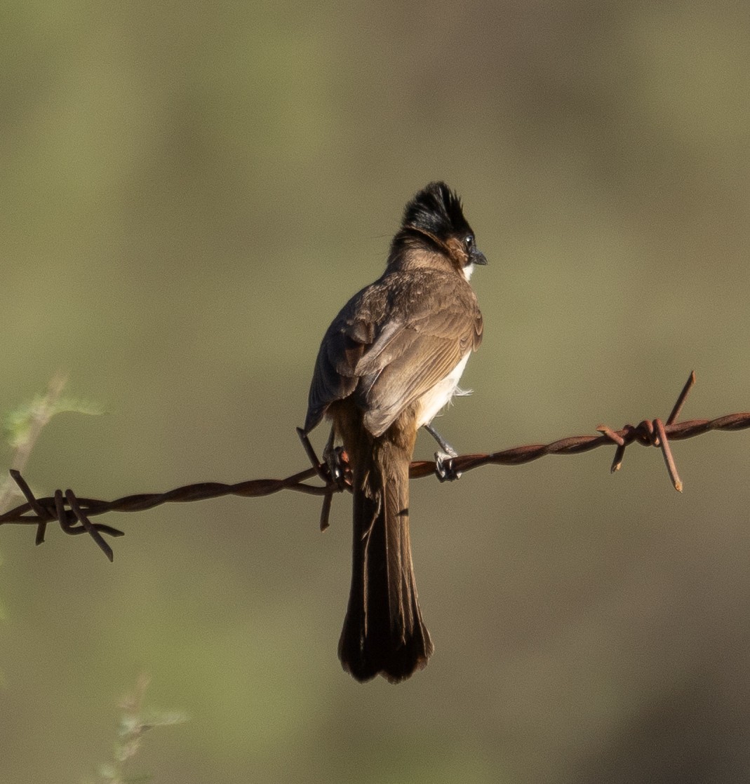 Brown-breasted Bulbul - ML642897702