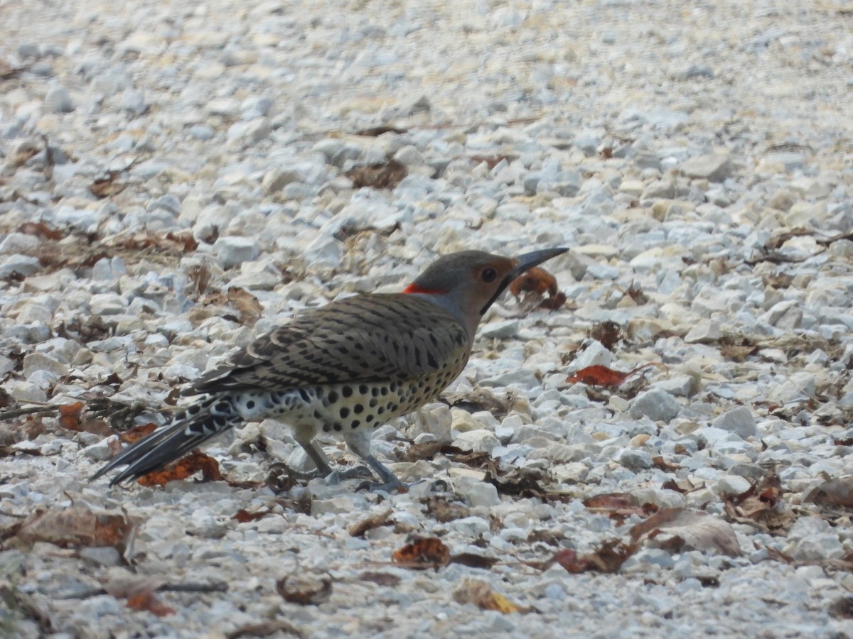 Northern Flicker - ML642897703