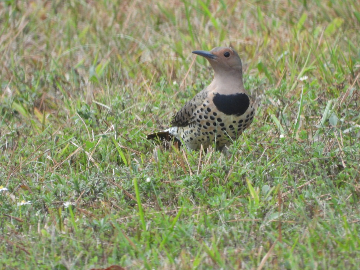 Northern Flicker - ML642897704