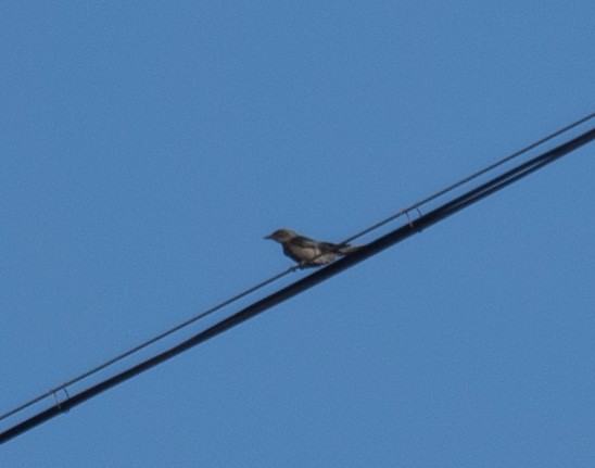Ashy Drongo - ML642897705