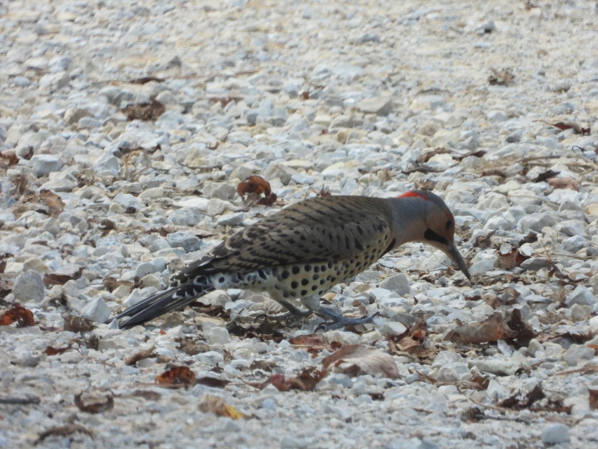 Northern Flicker - ML642897706