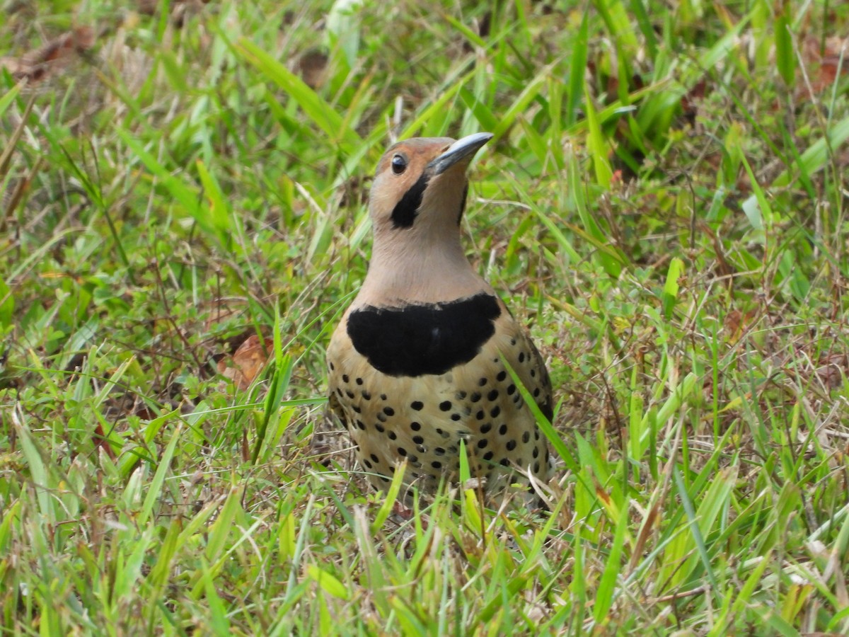 Northern Flicker - ML642897707