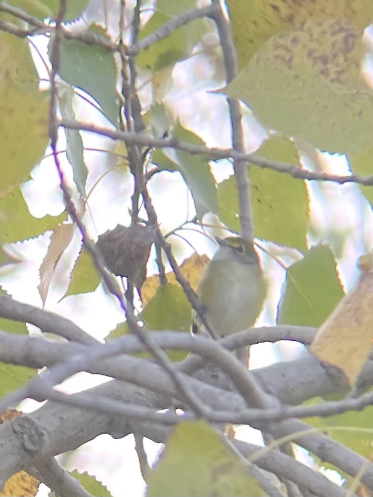 White-eyed Vireo - ML642897710