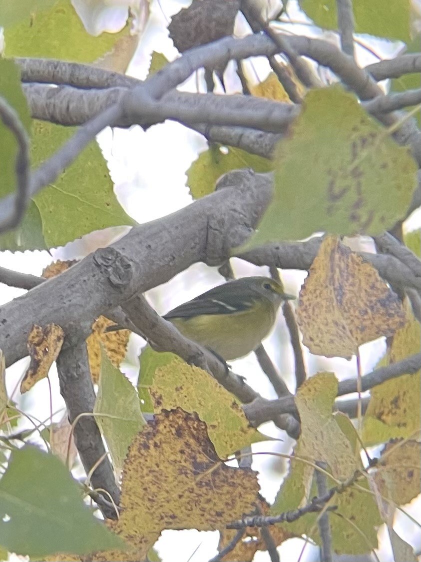 White-eyed Vireo - ML642897711