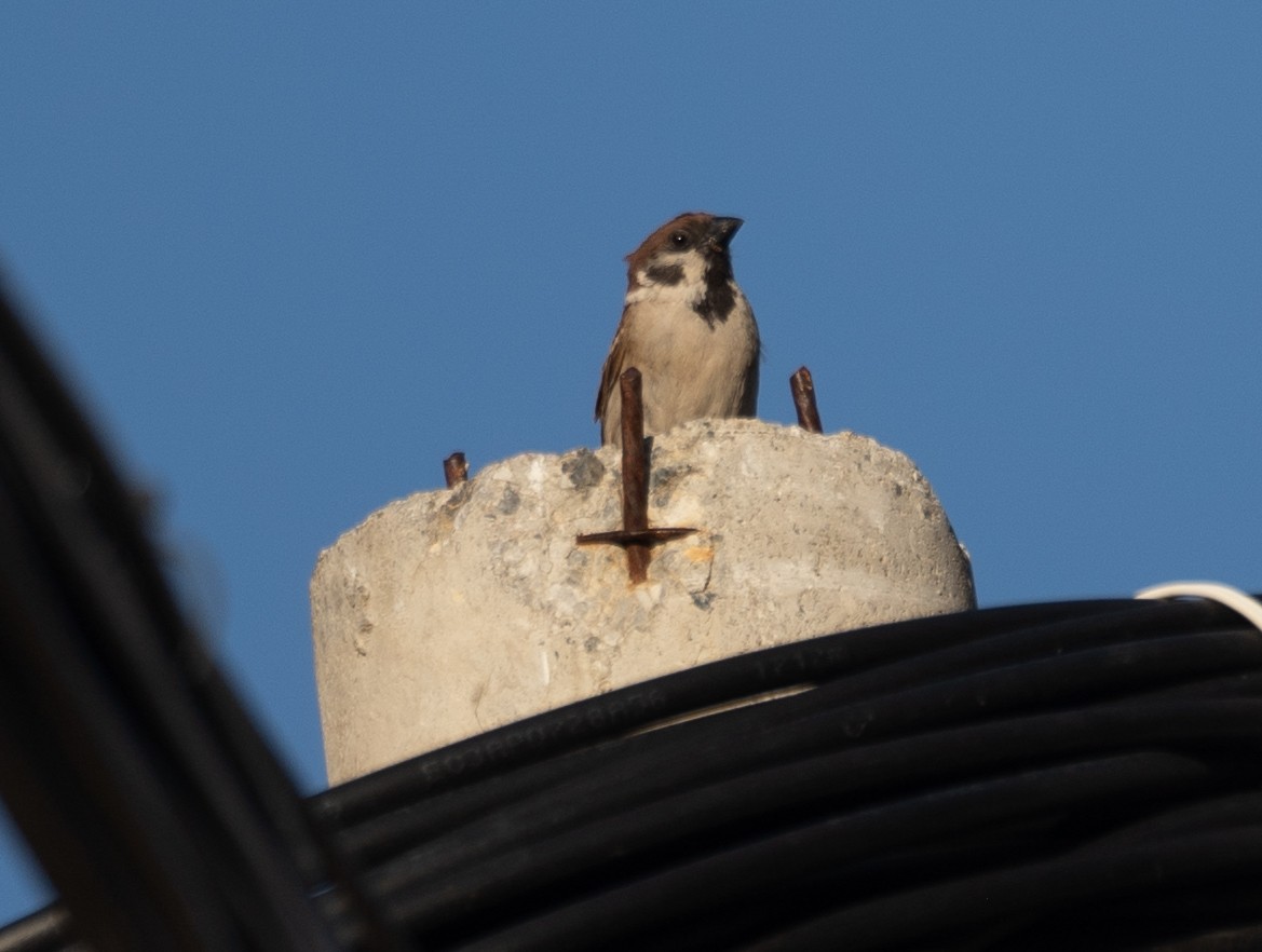 Eurasian Tree Sparrow - ML642897713