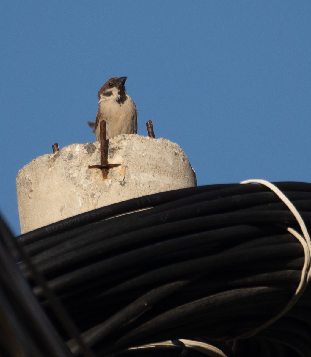 Eurasian Tree Sparrow - ML642897714