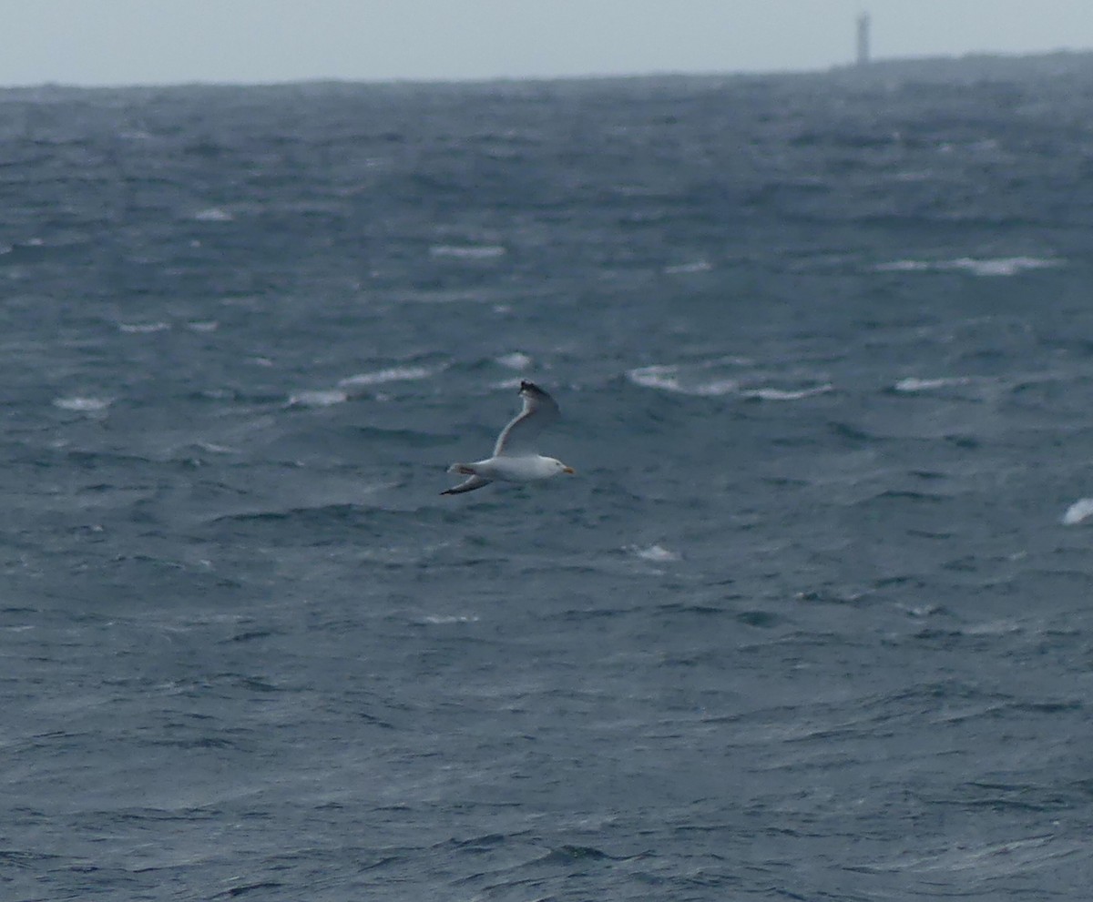 Vega Gull - ML642897715