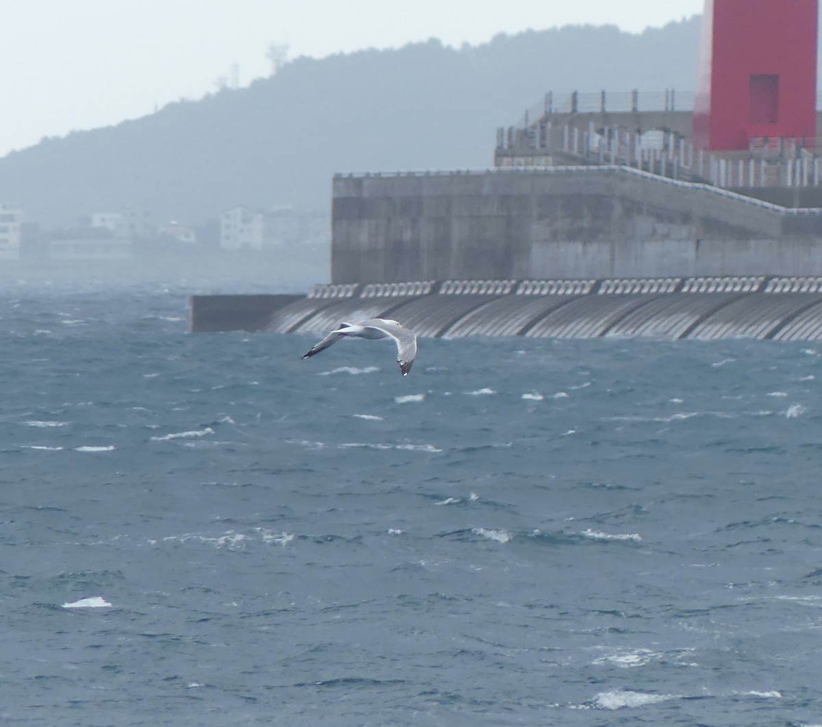 Vega Gull - ML642897717
