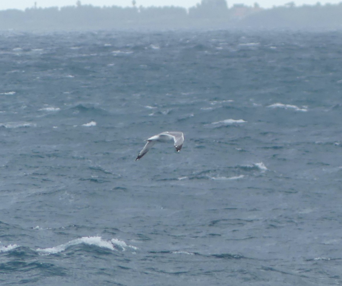 Vega Gull - ML642897718