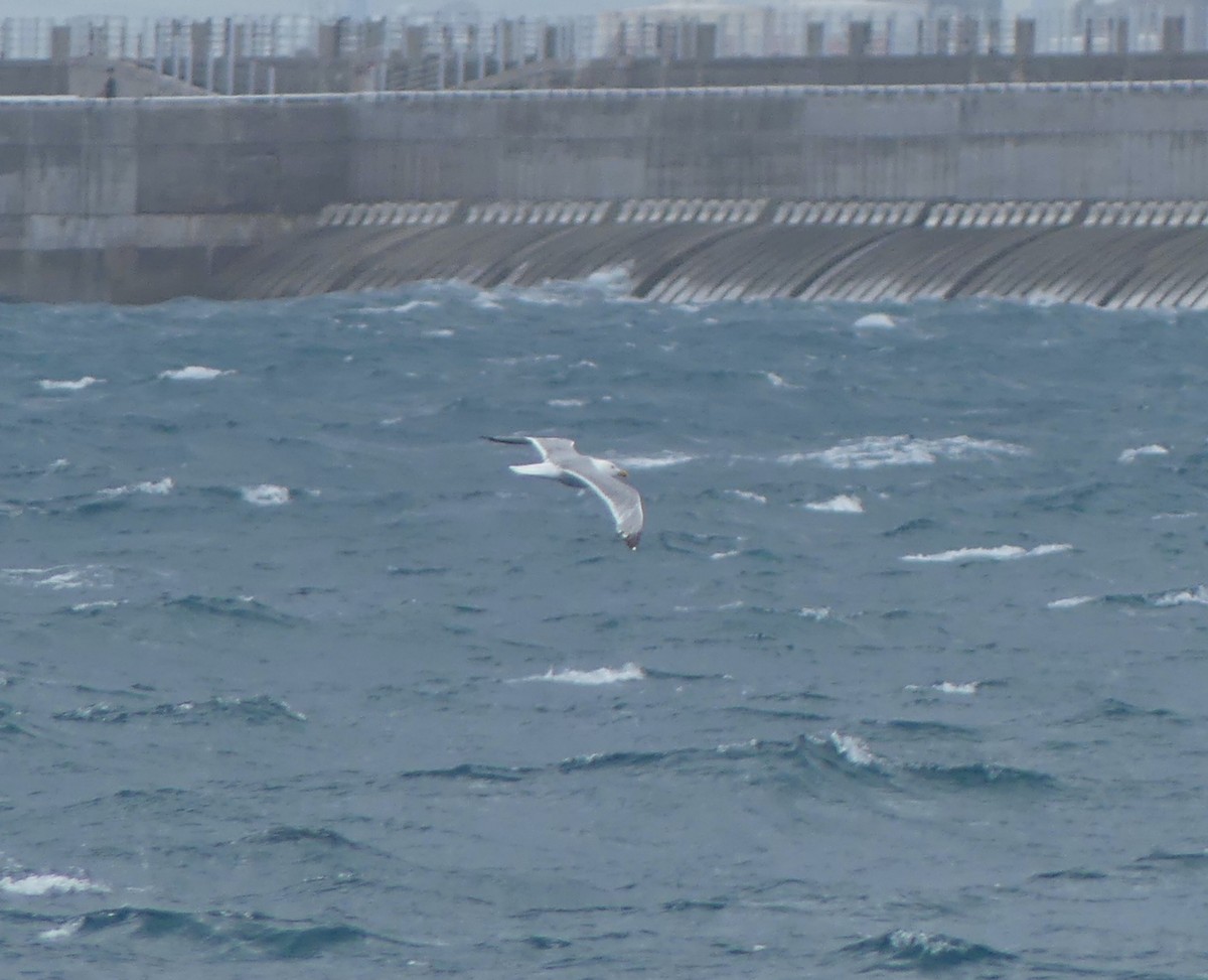 Vega Gull - ML642897719
