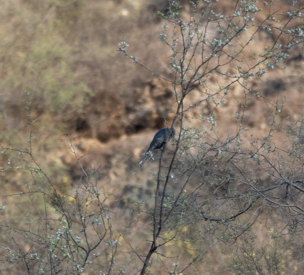 Drongo Cenizo - ML642897726