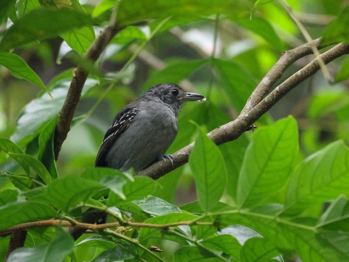 Black-crowned Antshrike - ML642897728