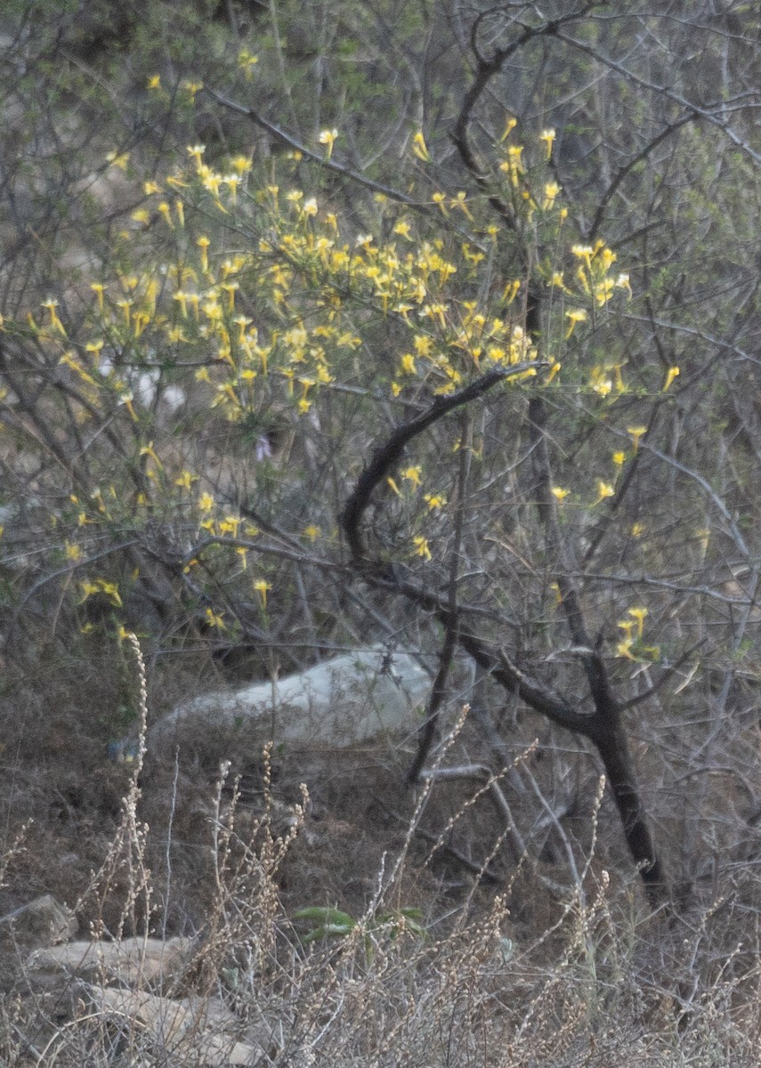 Bulbul Pechipardo - ML642897736