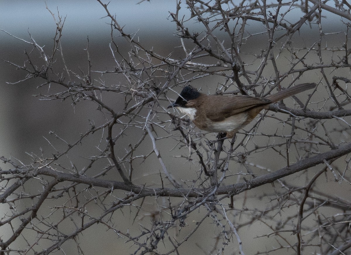 Bulbul Pechipardo - ML642897737