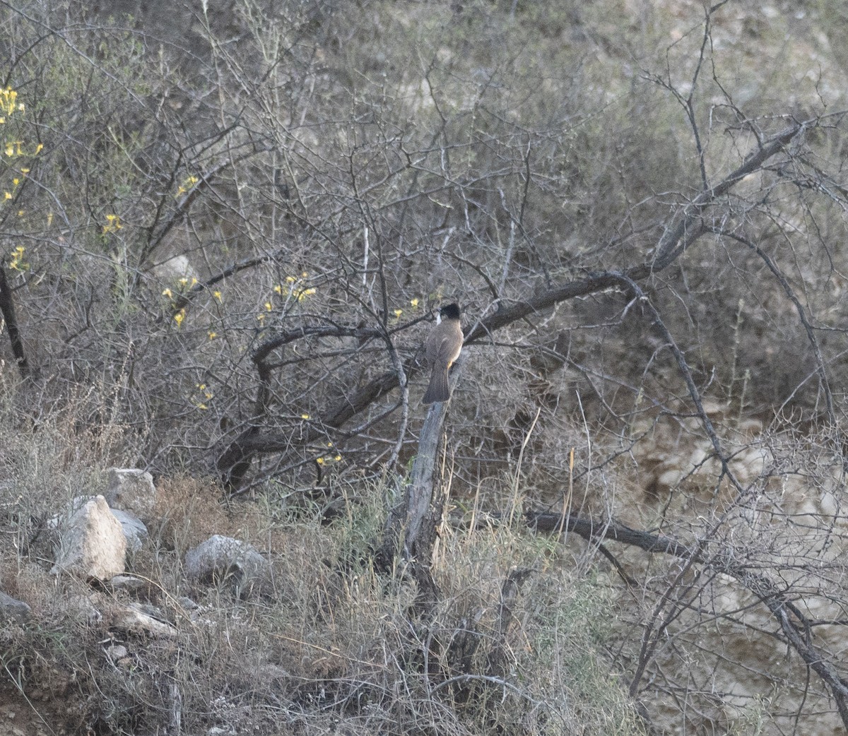 Bulbul Pechipardo - ML642897739