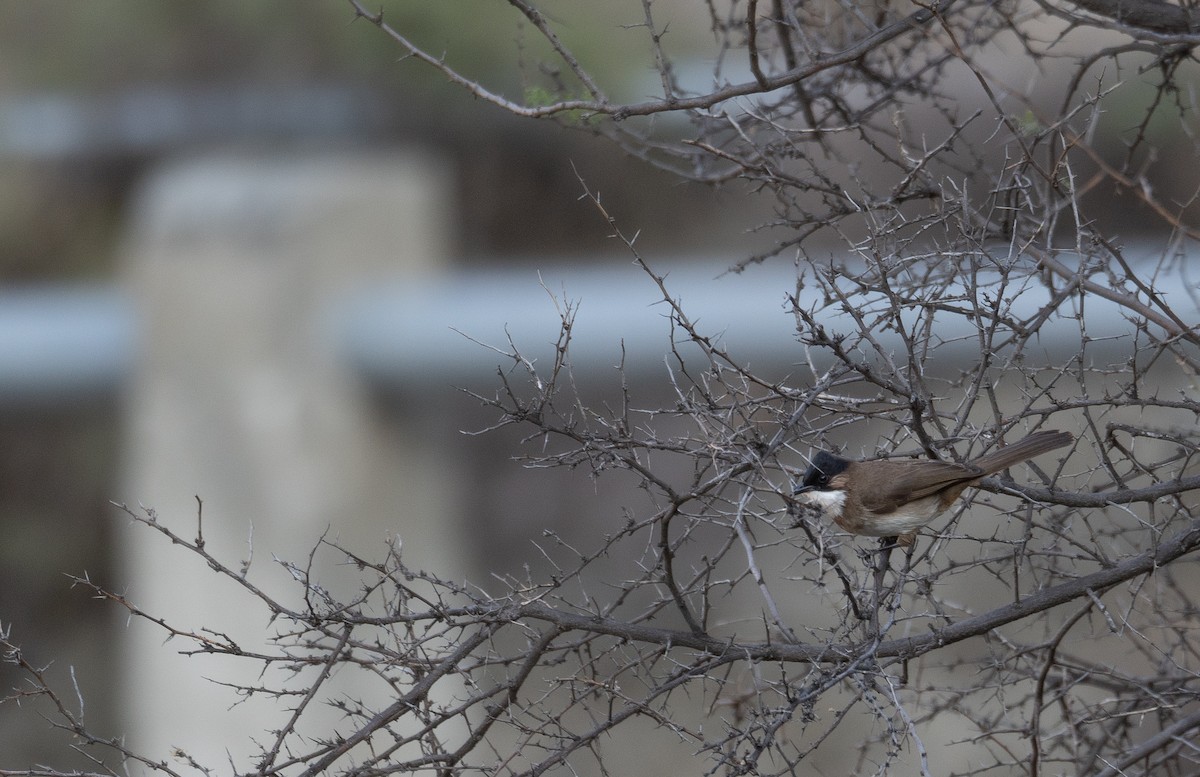 Bulbul Pechipardo - ML642897740