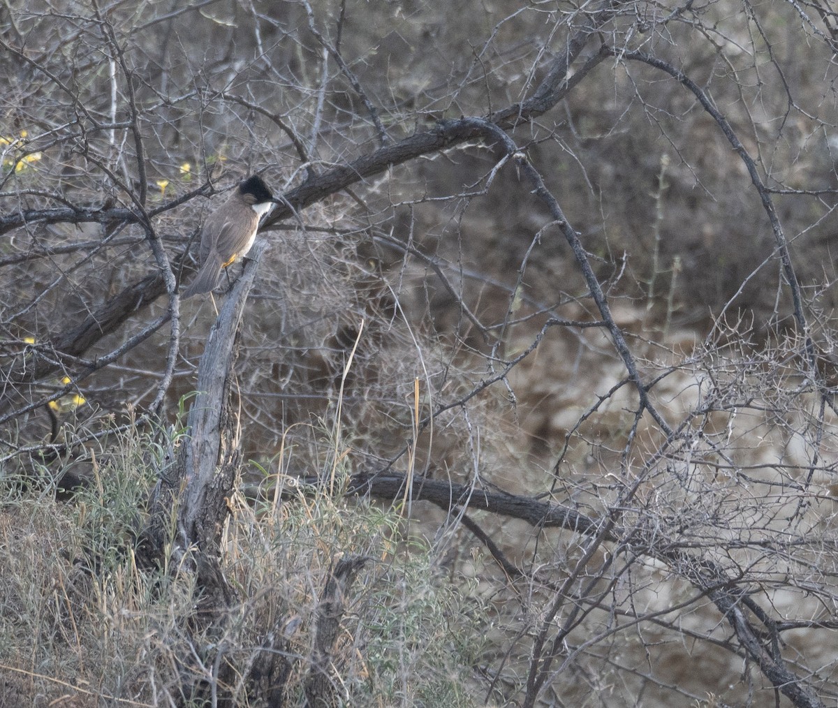 Bulbul Pechipardo - ML642897741