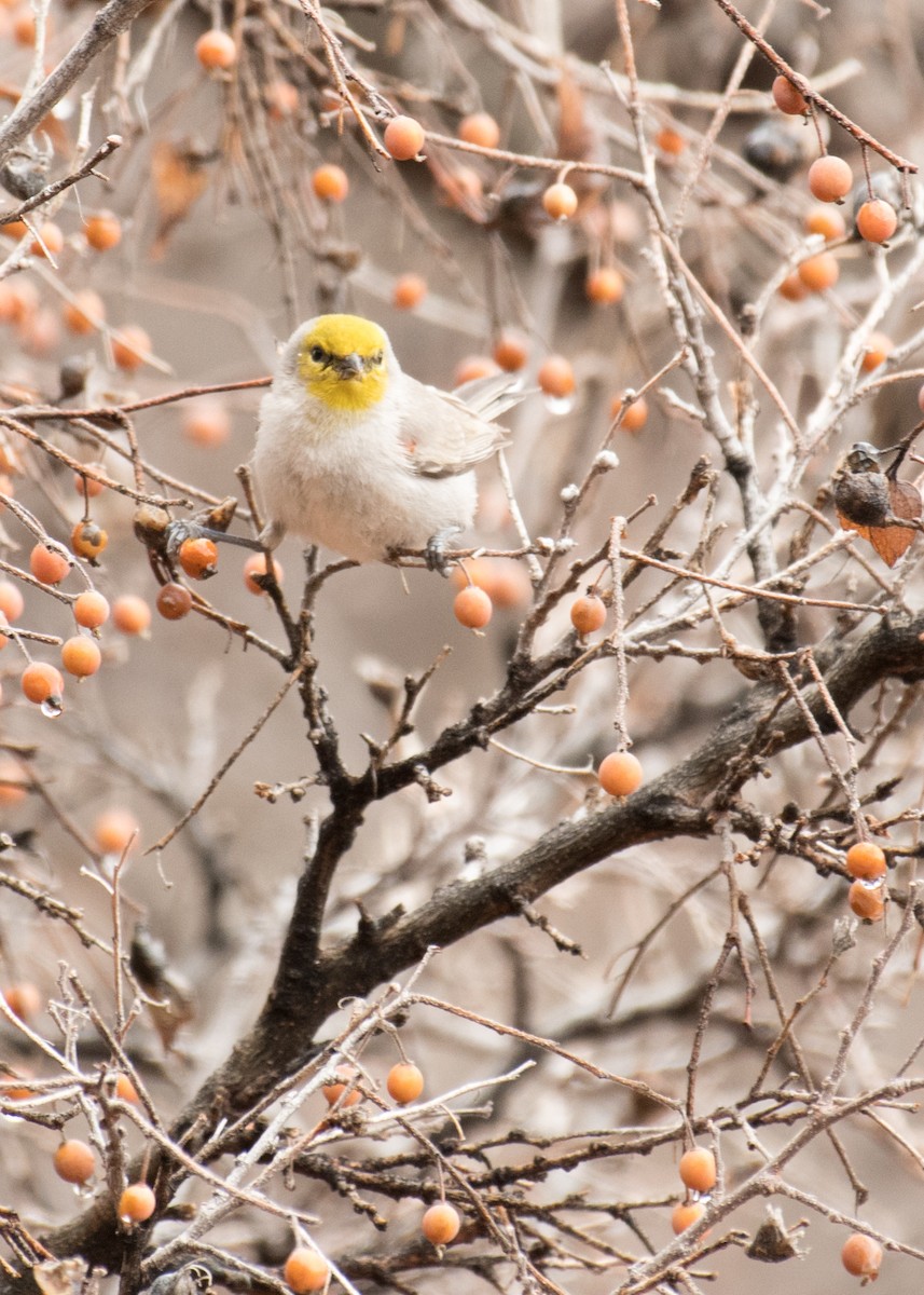 Verdin - ML642897747