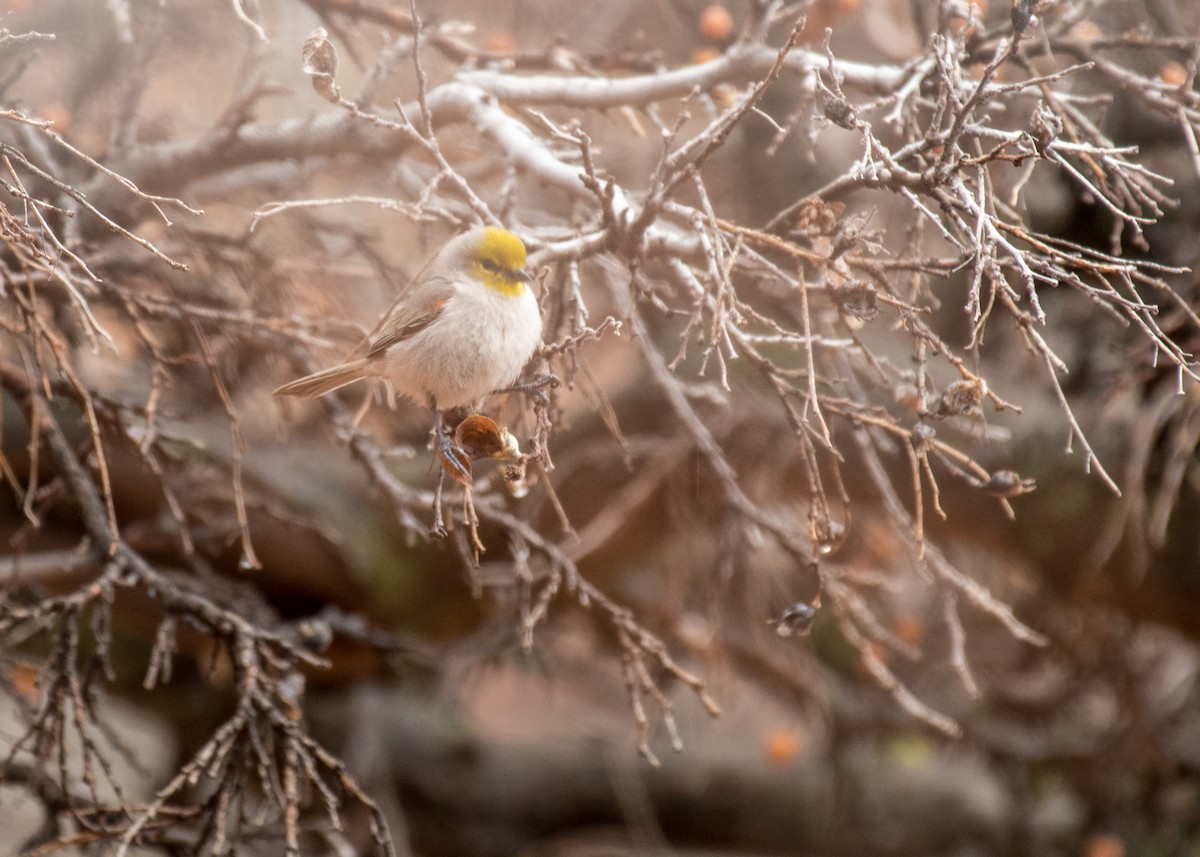 Verdin - ML642897748