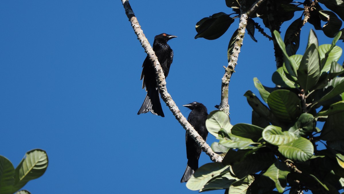 Spangled Drongo (Halmahera) - ML642897765