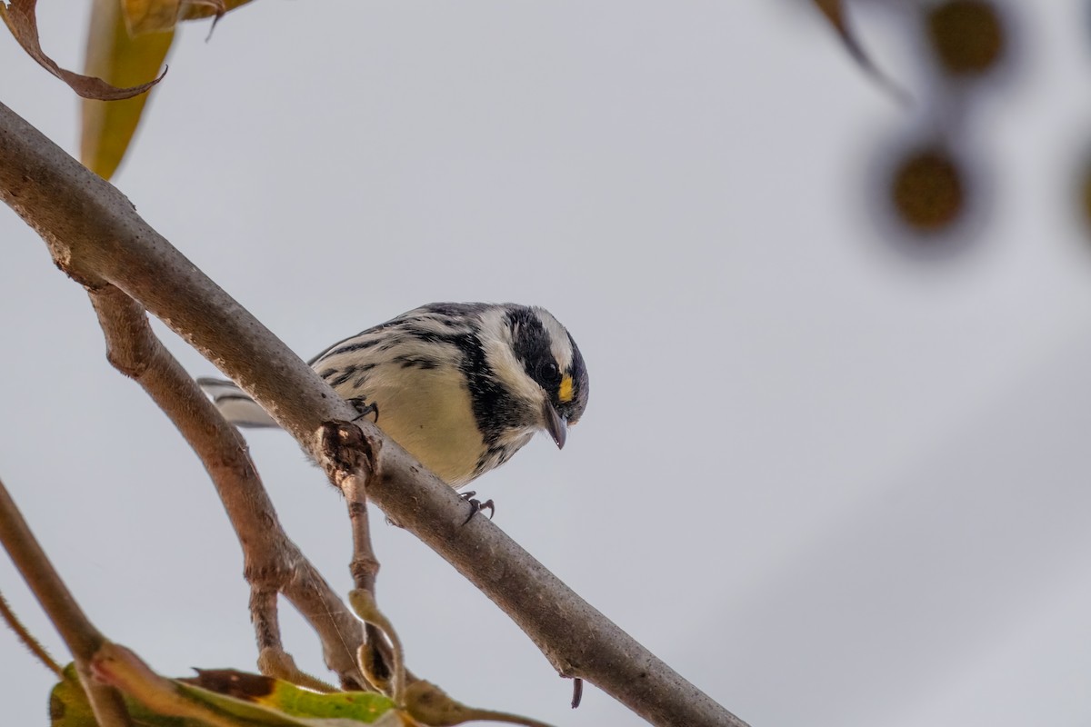gråparula - ML642897783