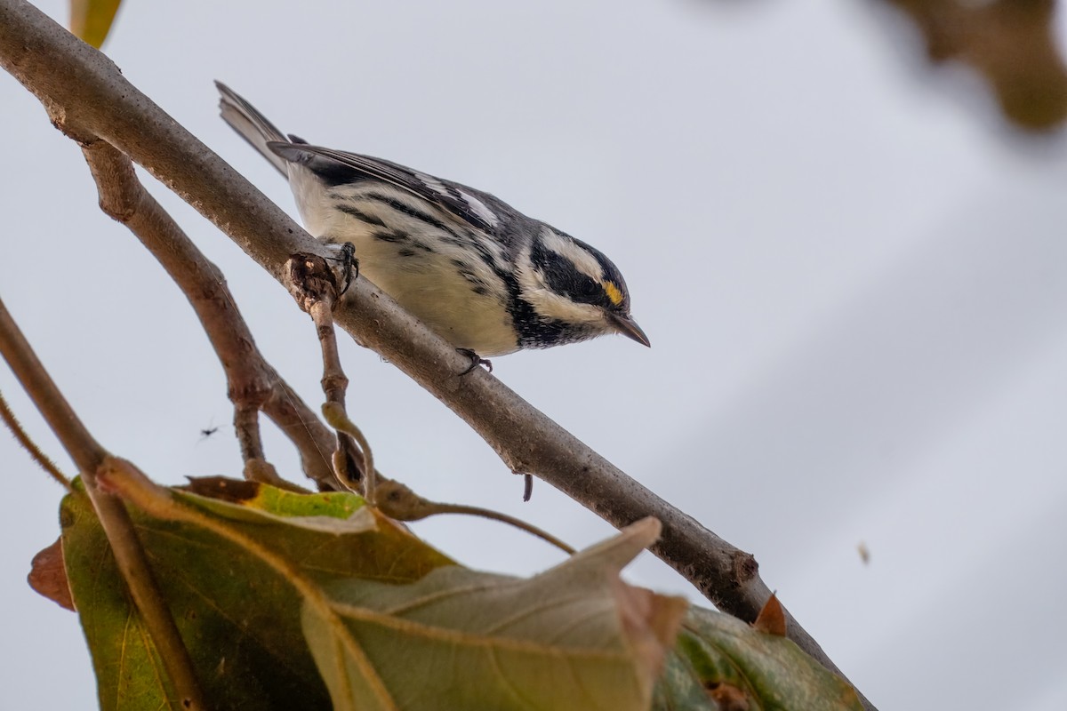 gråparula - ML642897784