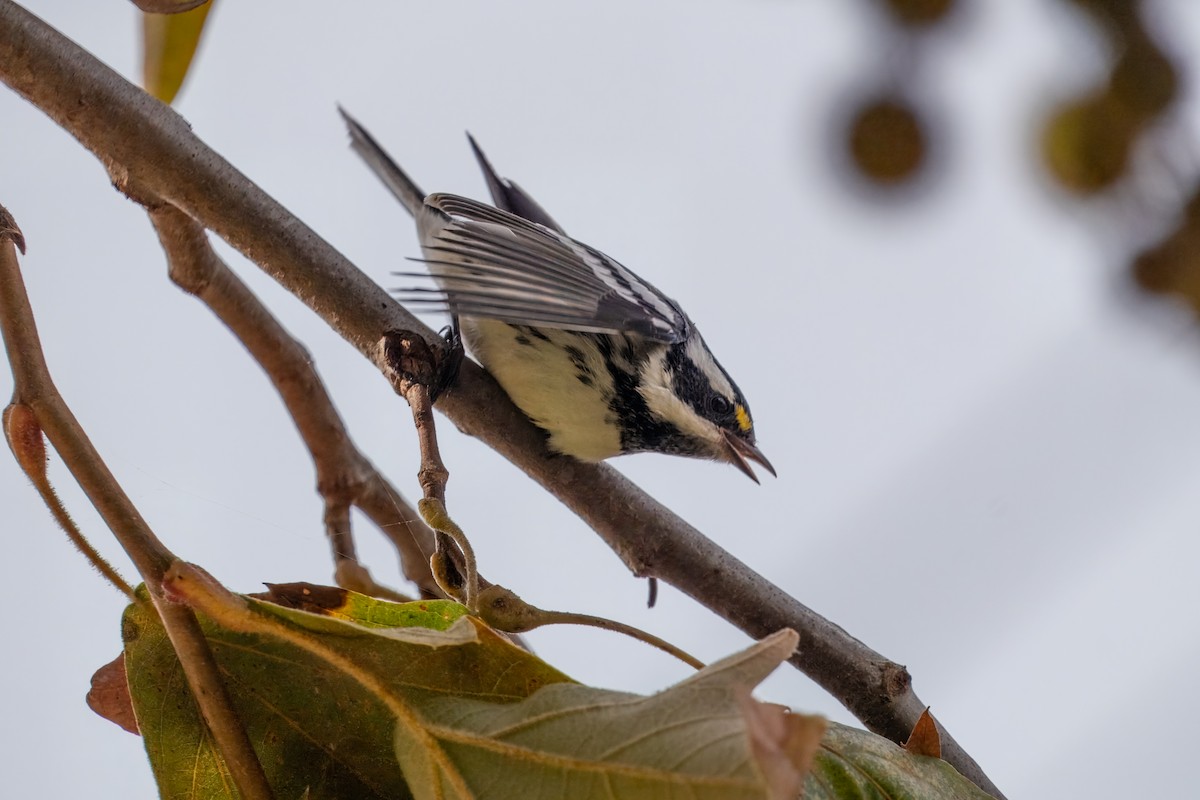 gråparula - ML642897785