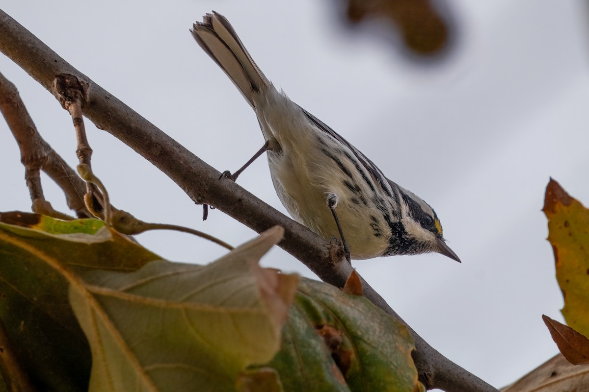 gråparula - ML642897786