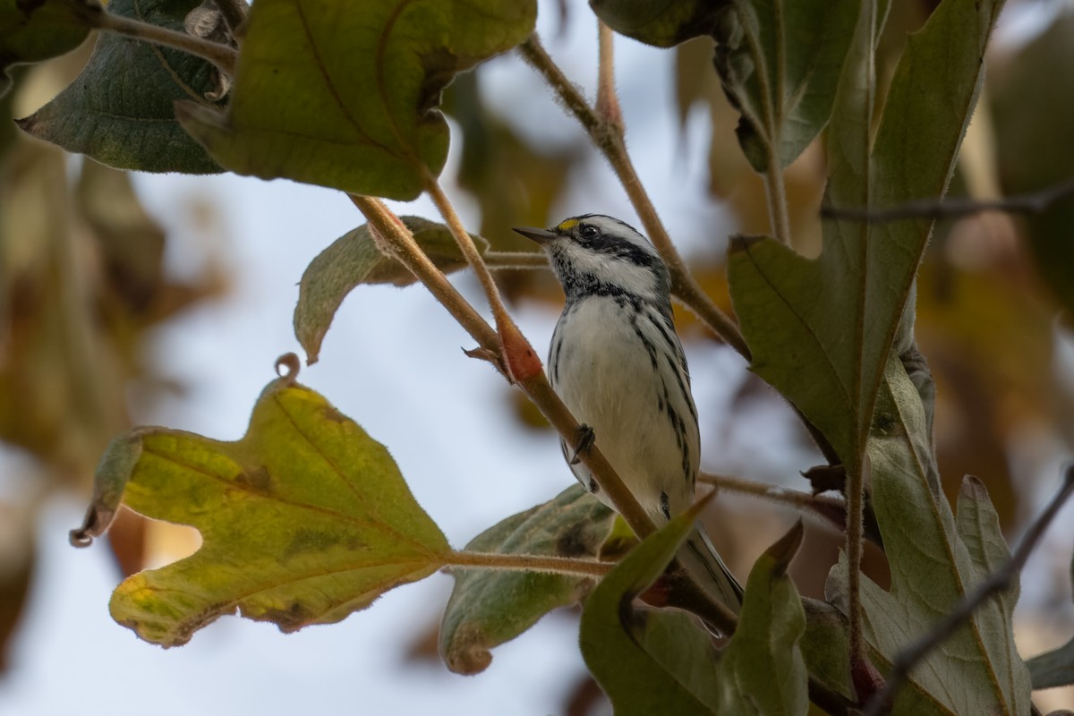 gråparula - ML642897787