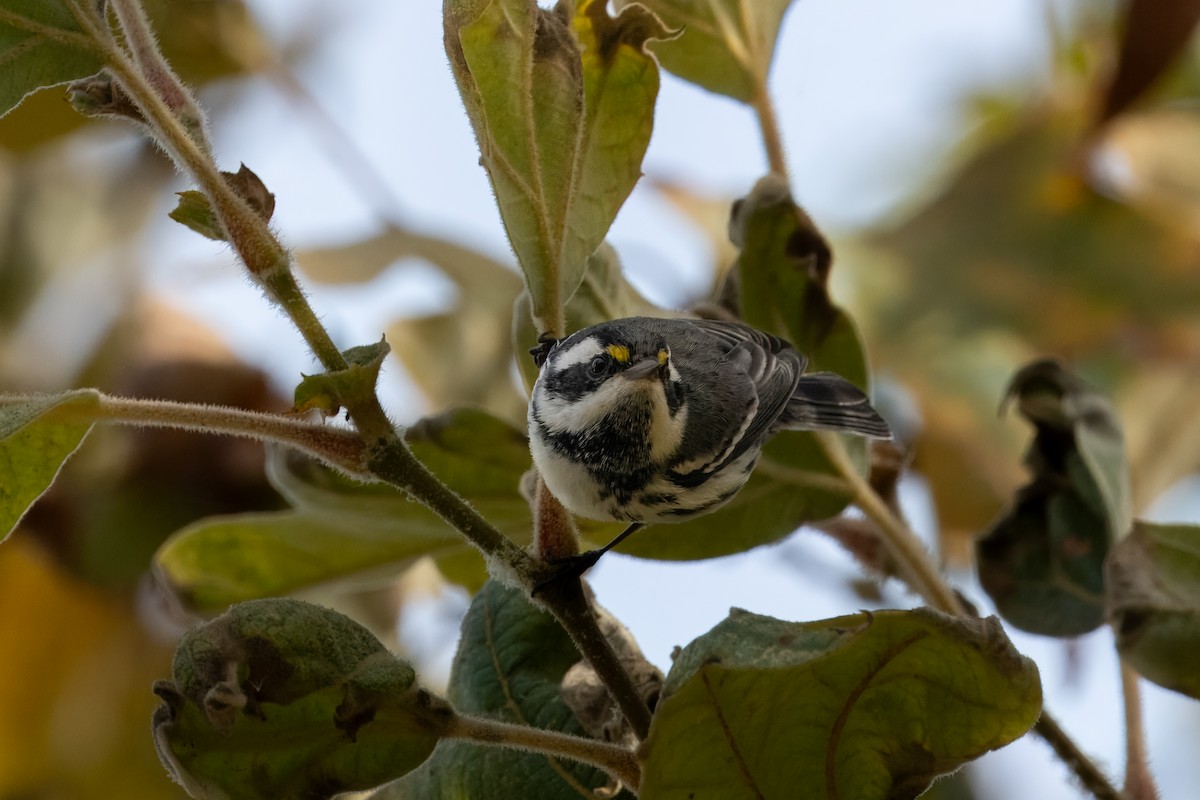 gråparula - ML642897788