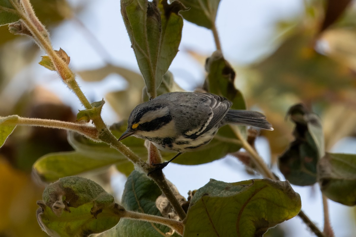gråparula - ML642897789