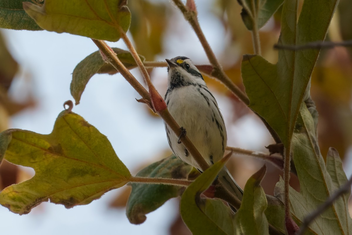 gråparula - ML642897790