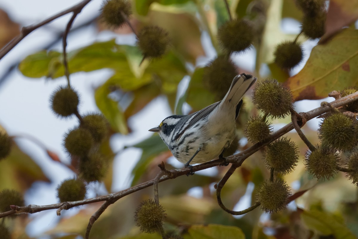 gråparula - ML642897791