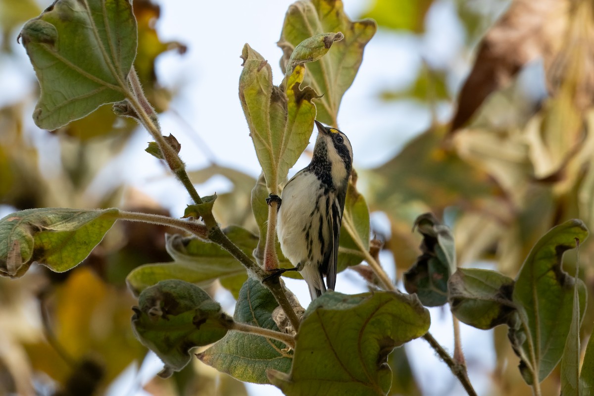 gråparula - ML642897793