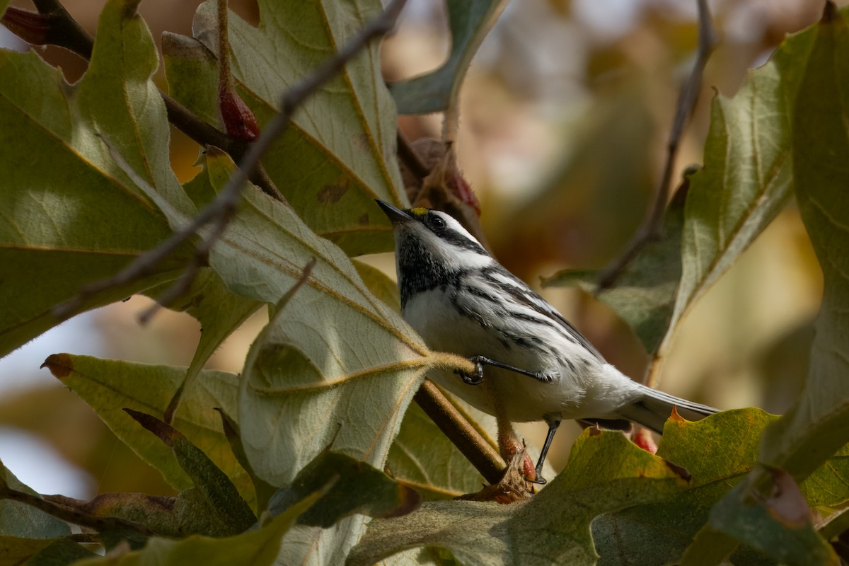 gråparula - ML642897794