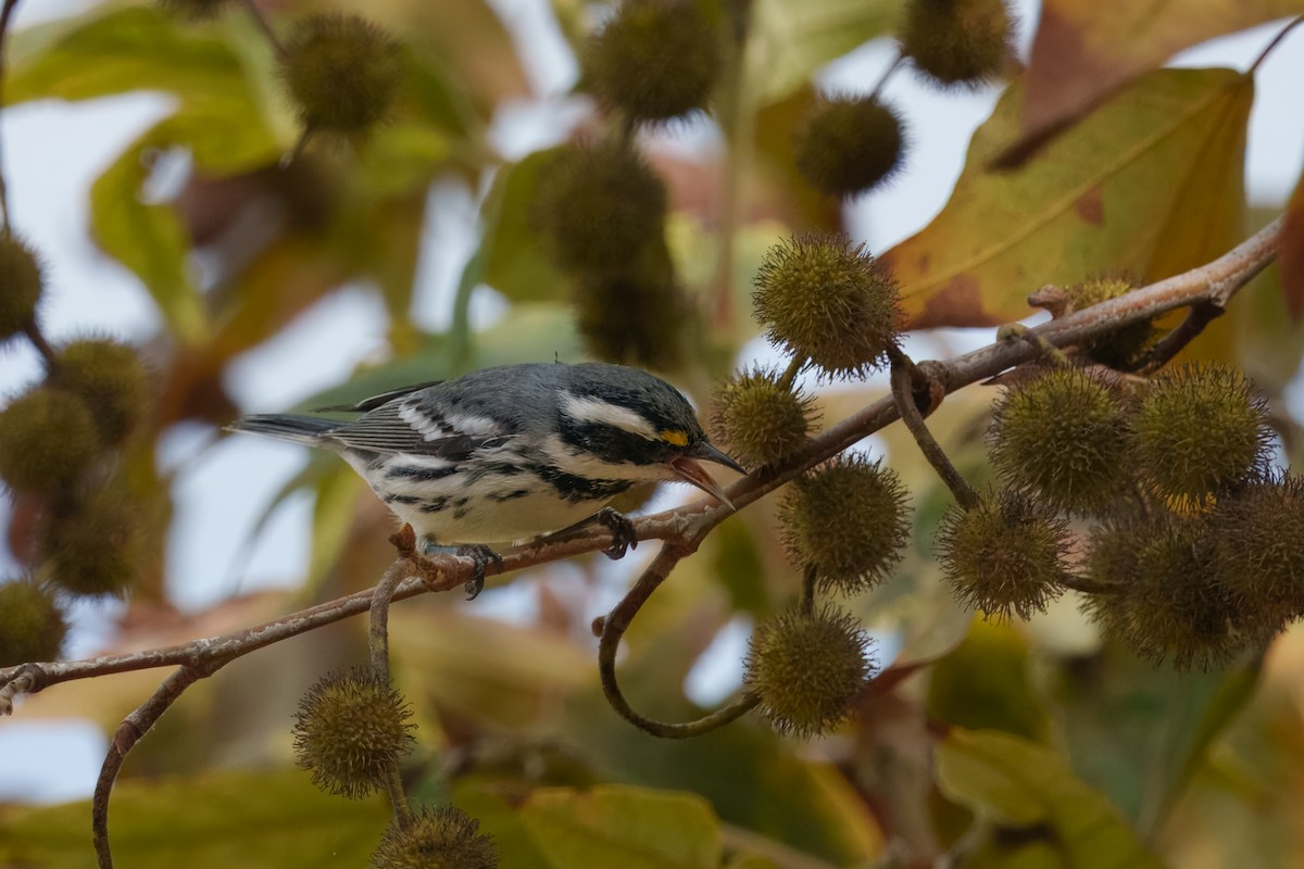 gråparula - ML642897795