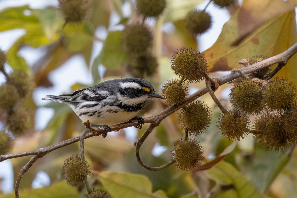 gråparula - ML642897796