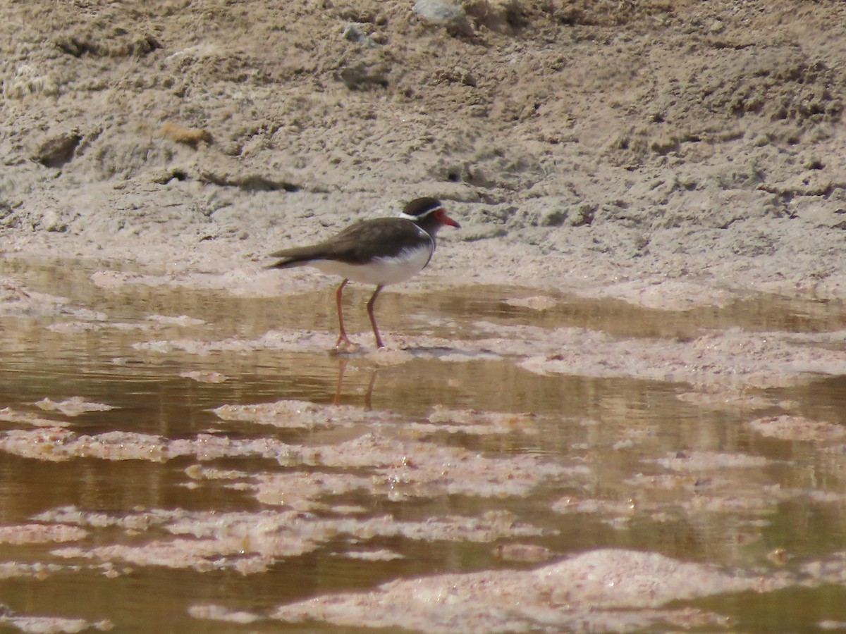 Three-banded Plover (Madagascar) - ML642897797