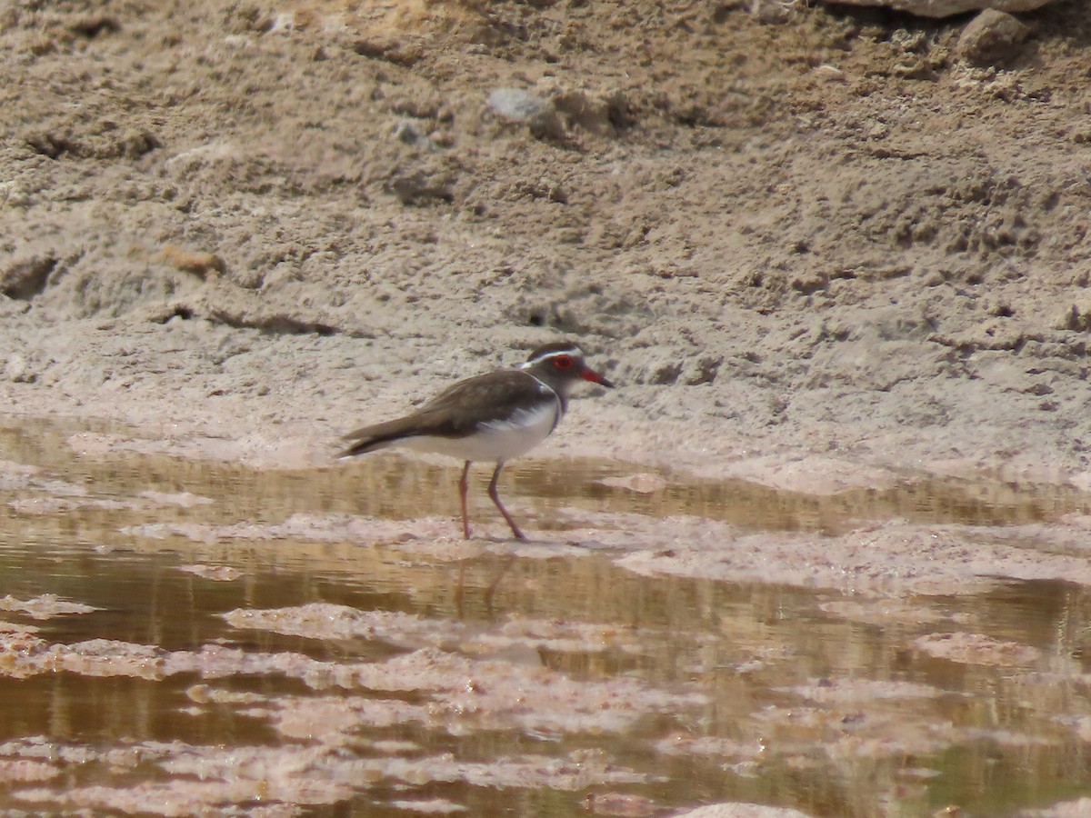 Three-banded Plover (Madagascar) - ML642897798