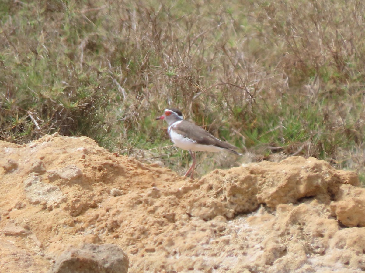 Three-banded Plover (Madagascar) - ML642897799