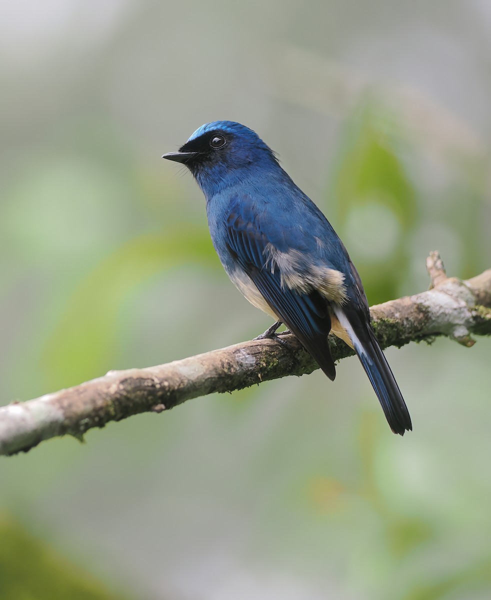 Papamoscas Índigo (ruficrissa/cerviniventris) - ML642897807