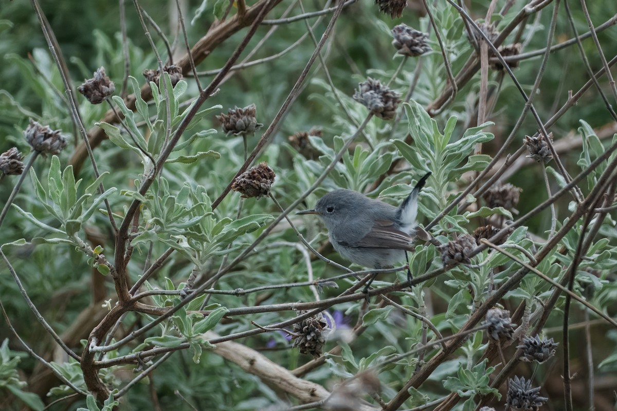 Blue-gray Gnatcatcher - ML642897811