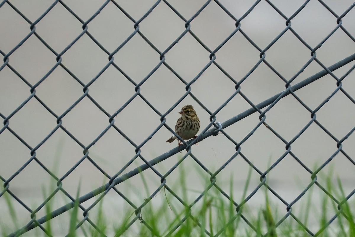 Savannah Sparrow - ML642897813