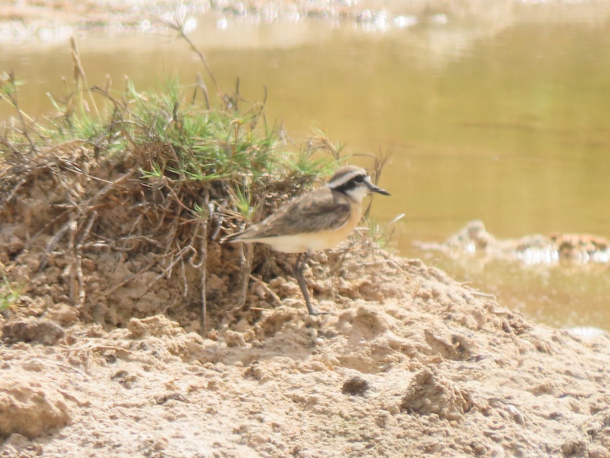 Kittlitz's Plover - ML642897814