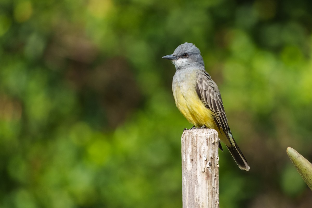 Cassin's Kingbird - ML642897817